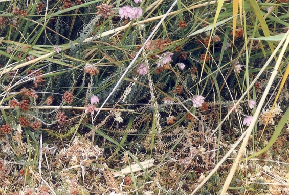 Dopheide. Beschermd.