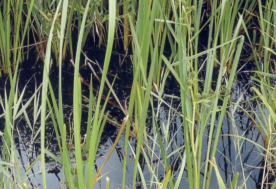 Egelskop. Beschermd.