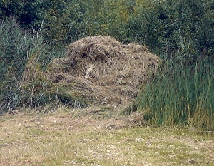 Het gemaaide gewas is tussen de bomen geschoven.