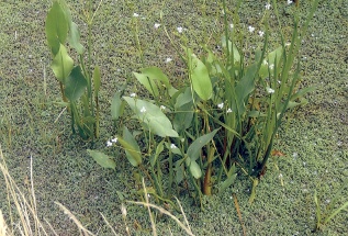 Grote waterweegbree.