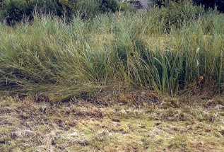 Hooiland met Noordervenebos op de achtergrond