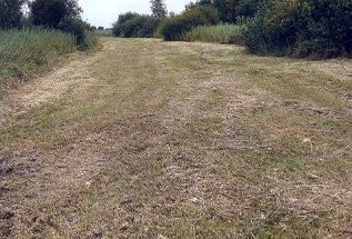 Hooiland. Stroken door het bos.