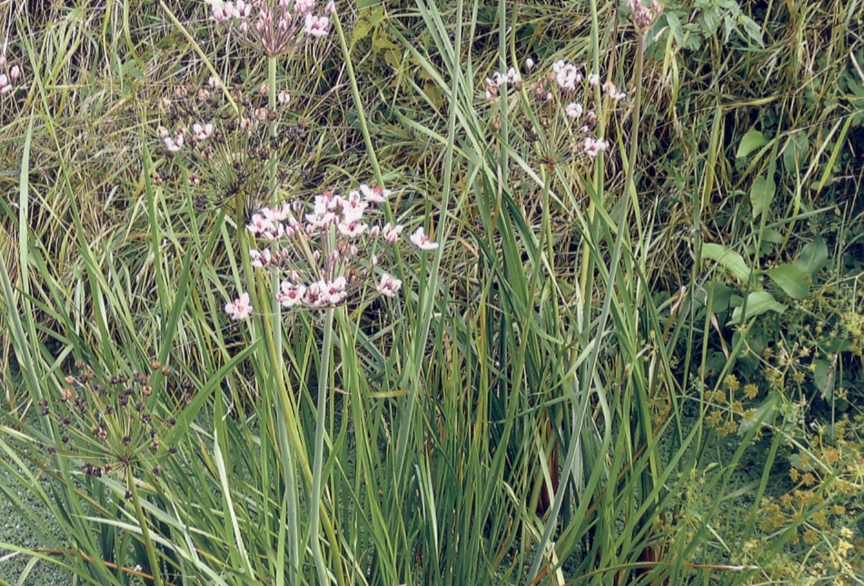 Zwanebloem. Beschermd.